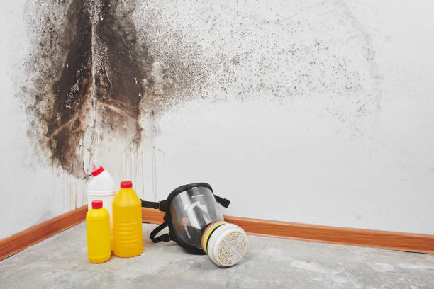 Best Mold Removal Company Near Me  in Mart, TX