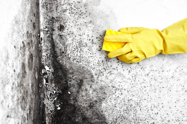 Best Same-Day Mold Removal  in Mart, TX