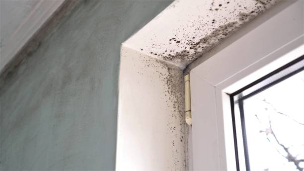 Best Office Mold Removal Services  in Mart, TX