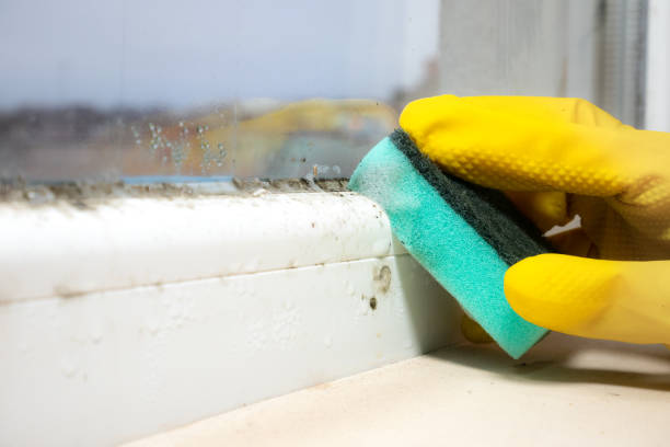 Best Local Mold Removal Service  in Mart, TX